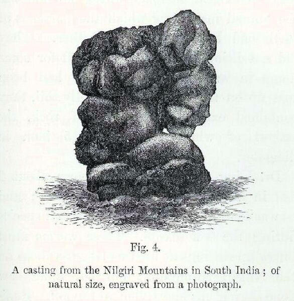 File:Darwin. Earthworm, Fig. 4B.JPG