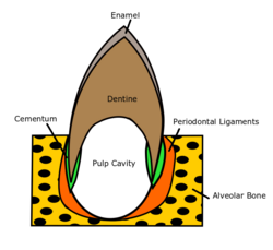 Dental diagram.png