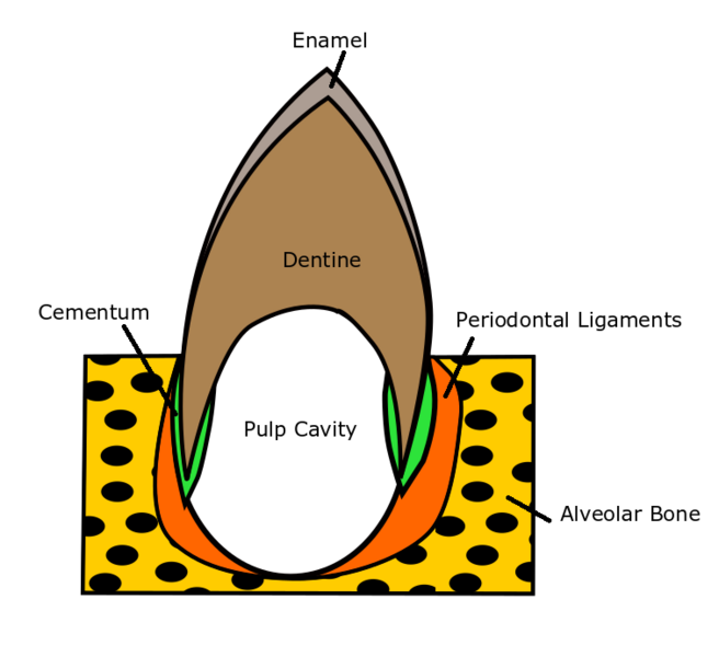 File:Dental diagram.png