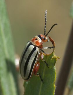 Disonycha alternata P1530078a.jpg