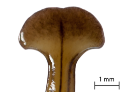 Diversibipalium multilineatum from Italy - Fig 1 b - Head.png