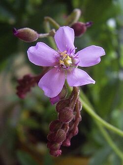 Drosera aliciae Bluete.jpg