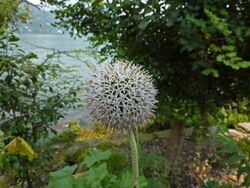 Echinops exaltatus.jpg