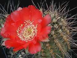 Echinopsis haematantha1b.MW.jpg