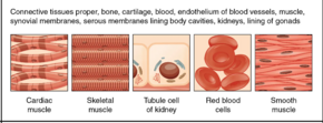 Embryonic origin of mesoderm.png