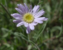 Erigeron barbellulatus.jpg