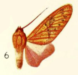 Eriostepta nigripuncta Joicey and Talbot 1918.png