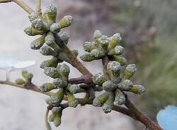 Eucalyptus baxteri buds.jpg