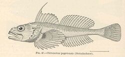 FMIB 39363 Chitonotus pugetensis (Steindachner).jpeg