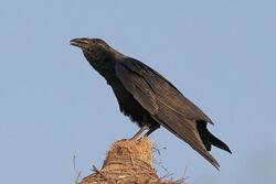 Fan-tailed raven (Corvus rhipidurus).jpg