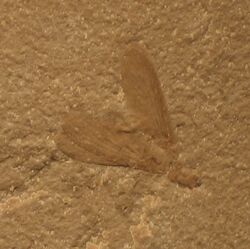 Fossil-termite-isopetra-focused-meiatermes bertrani.jpg