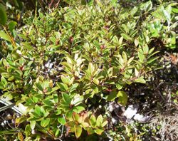 Gaultheria rupestris 11.JPG