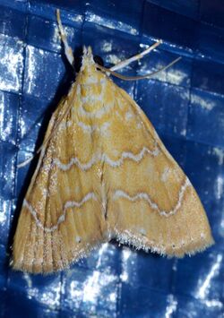 Glaphyria sequistrialis – White-roped Glaphyria Moth2 (14419372762).jpg