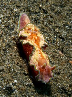 Glossodoris cincta (Nudibranch).jpg