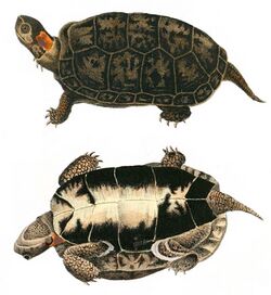 Two drawings of a bog turtle that show both the top (carapace) and bottom (plastron). It is brown and black except for a bright yellow or orange spot on the side of its neck