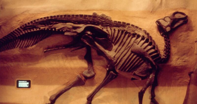 File:Gryposaurus incurvimanus.jpg
