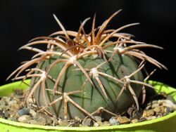 Gymnocalycium spegazzinii 6.JPG