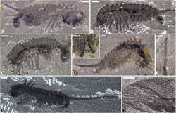 Habelia fossils.jpg