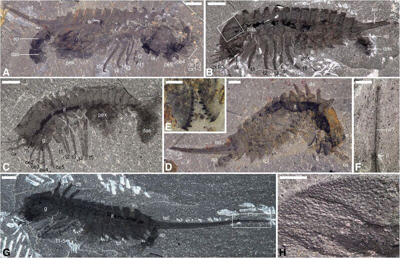 File:Habelia fossils.jpg