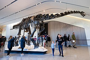 Haplocanthosaurus in Cleveland Museum of Natural History.jpg
