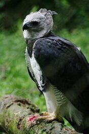 Harpia harpyja -Sao Paulo Zoo, Brasil -adult-8a.jpg