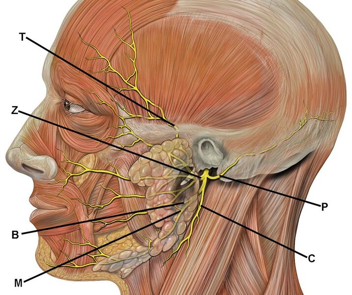 File:Head facial nerve branches TZBMC.jpg