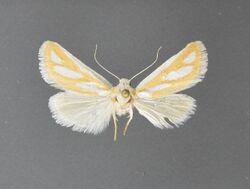 Hemigrotella argenteostriata1.jpg