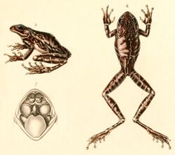 Hypsiboas alboniger 1847.jpg