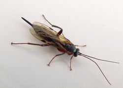 Ichneumonidae. Pimpla turionellae - Flickr - gailhampshire.jpg