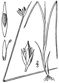 Juncus stygius BB-1913.png