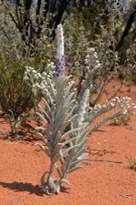 Lachnostachys verbascifolia.jpg