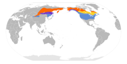 Lanius borealis map.svg