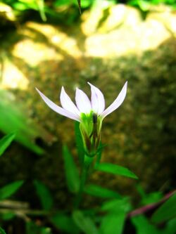 Lobelia chinensis 01.jpg