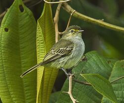 Loja Tyrannulet - South Ecuador S4E9950 (16685750028).jpg