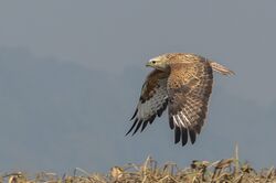 Long-legged buzzard.jpg