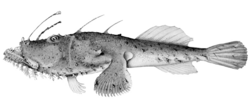 Lophiomus setigerus 2.png