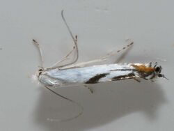 Lyonetia prunifoliella - Моль-крошка сливовая белая (38962159050).jpg