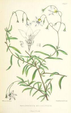MELLISS(1875) p419 - PLATE 47 - Wahlenbergia Angustifolia.jpg