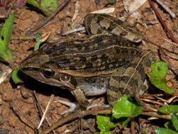 Madagascar Grass Frog (Ptychadena madagascariensis), Andasibe, Madagascar (14156831413).jpg