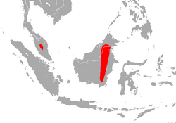 Malayan Tailless Leaf-nosed Bat area.png