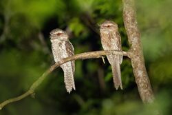 Marbled Frogmouth A22I6539.jpg