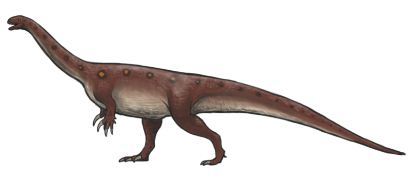 File:Massospondylus reconstruction.png