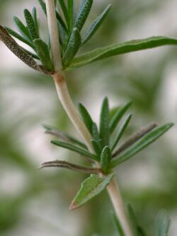 Mentha cervina leaves in detail.jpg