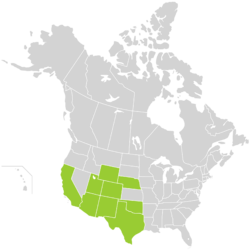 Mentzelia multiflora distribution.svg