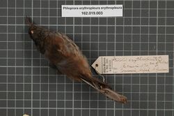 Naturalis Biodiversity Center - RMNH.AVES.134739 1 - Ptiloprora erythropleura erythropleura (Salvadori, 1876) - Meliphagidae - bird skin specimen.jpeg