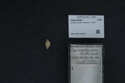 Naturalis Biodiversity Center - RMNH.MOL.184971 - Erosaria beckii (Gaskoin, 1836) - Cypraeidae - Mollusc shell.jpeg