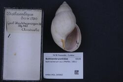 Naturalis Biodiversity Center - RMNH.MOL.265662 - Bothriembryon dux (Pfeiffer, 1861) - Bothriembryontidae - Mollusc shell.jpeg