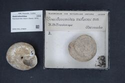 Naturalis Biodiversity Center - RMNH.MOL.278804 - Poecilozonites nelsoni (Bland, 1875) - Gastrodontidae - Mollusc shell.jpeg