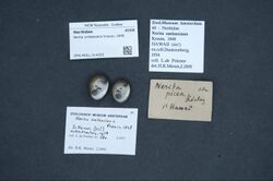Naturalis Biodiversity Center - ZMA.MOLL.314255 - Nerita umlaasiana Krauss, 1848 - Neritidae - Mollusc shell.jpeg