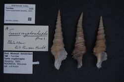 Naturalis Biodiversity Center - ZMA.MOLL.364431 - Turris cryptorrhaphe (Sowerby, 1825) - Turridae - Mollusc shell.jpeg